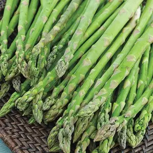 Jersey Knight Hybrid Medium Asparagus, Dormant Bare Root Vegetable Roots, 10 Roots per Offer