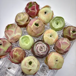 Aeonium Aureum 3/6-Pack Succulent Set – 1 Inch Rare Live Succulents, Easy Care Bare Root Plants, Indoor Plant Decor, Beginner Friendly