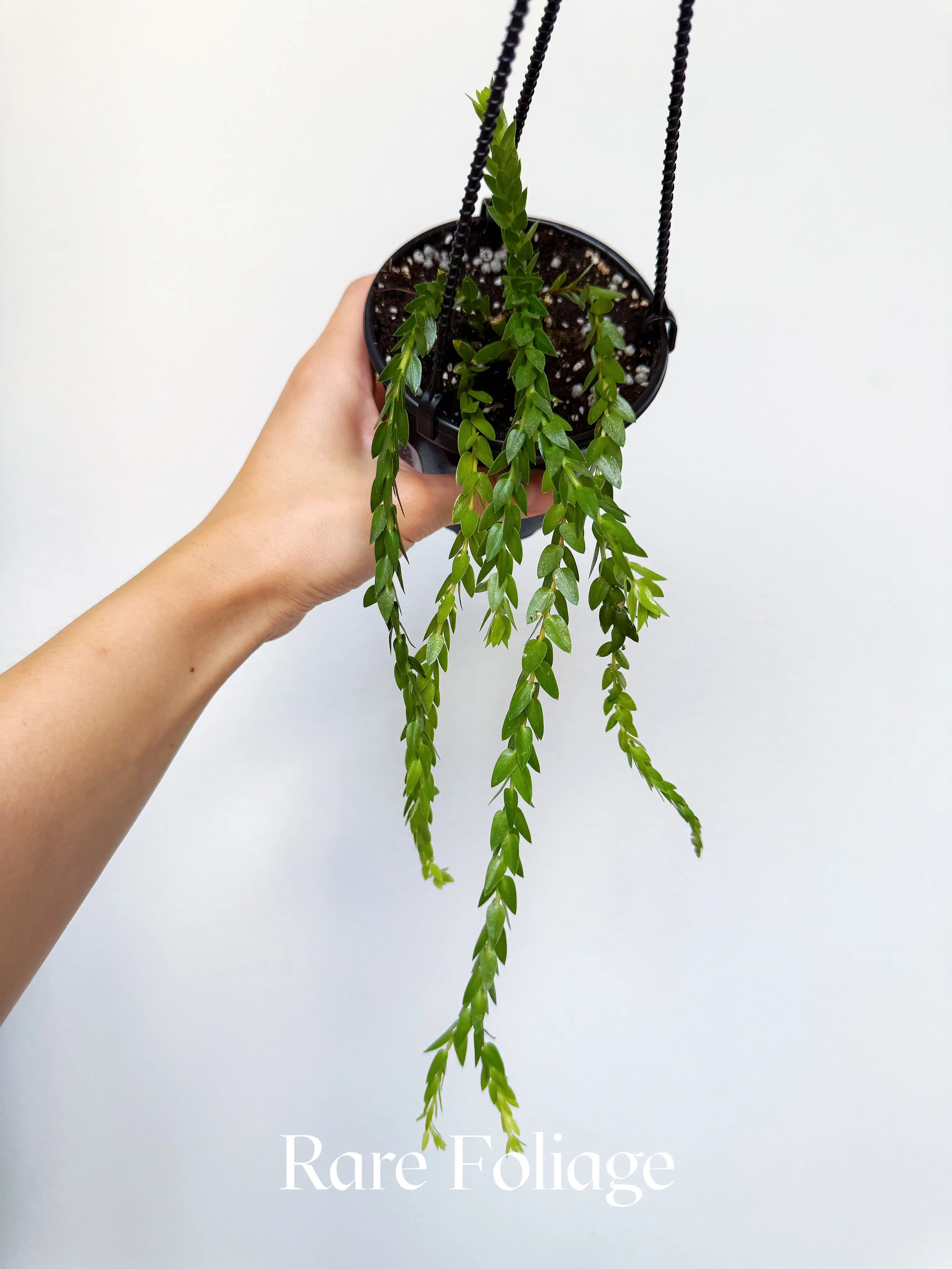 Huperzia Nummulariifolia 'Swan Tail' 4" Hanging Basket