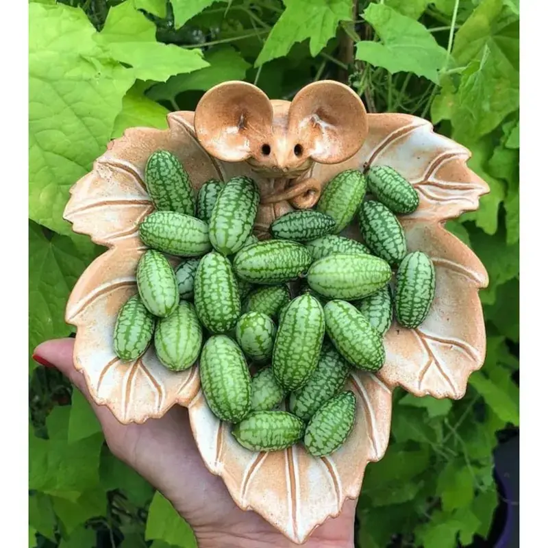 70pcs Cucamelon Seeds - Experience the Taste of Mexican Sour Gherkin Mini Thumb Watermelons in Your Home Garden plant