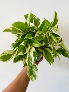 Pothos Pearls & Jade - Epipremnum Aureum 'Pearls & Jade' - 6" Pot