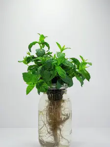 Spearmint - Fresh Hydroponic Herbs in Glass Jar - All Seasons - Perfect for Cooking & Gifting