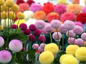 Dahlia Pom Pom Seeds for Planting - 100+ Seeds - Mixed Color Pom Pom Dahlia Seeds
