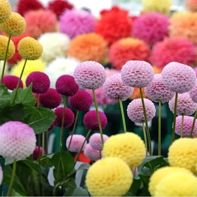 CZ GRAIN Mixed Colors Pom Pom Dahlia Flower Seed Pack - 100+ Full Sun Seeds for Growing, Multicolor Home Garden Supply