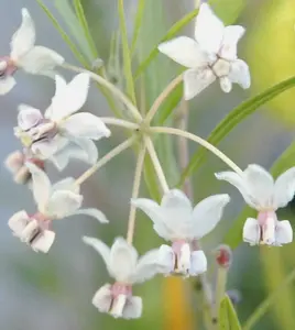 Gomphocarpus fruticosus | Swan Plant Milkweed | Tennis Ball Bush | 10_Seeds