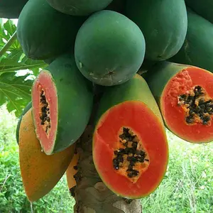 30+ Fruit Papaya Sunset Heirloom Seeds - Premium Quality Non-gmo Garden Seeds for Lush, Tropical Greenery