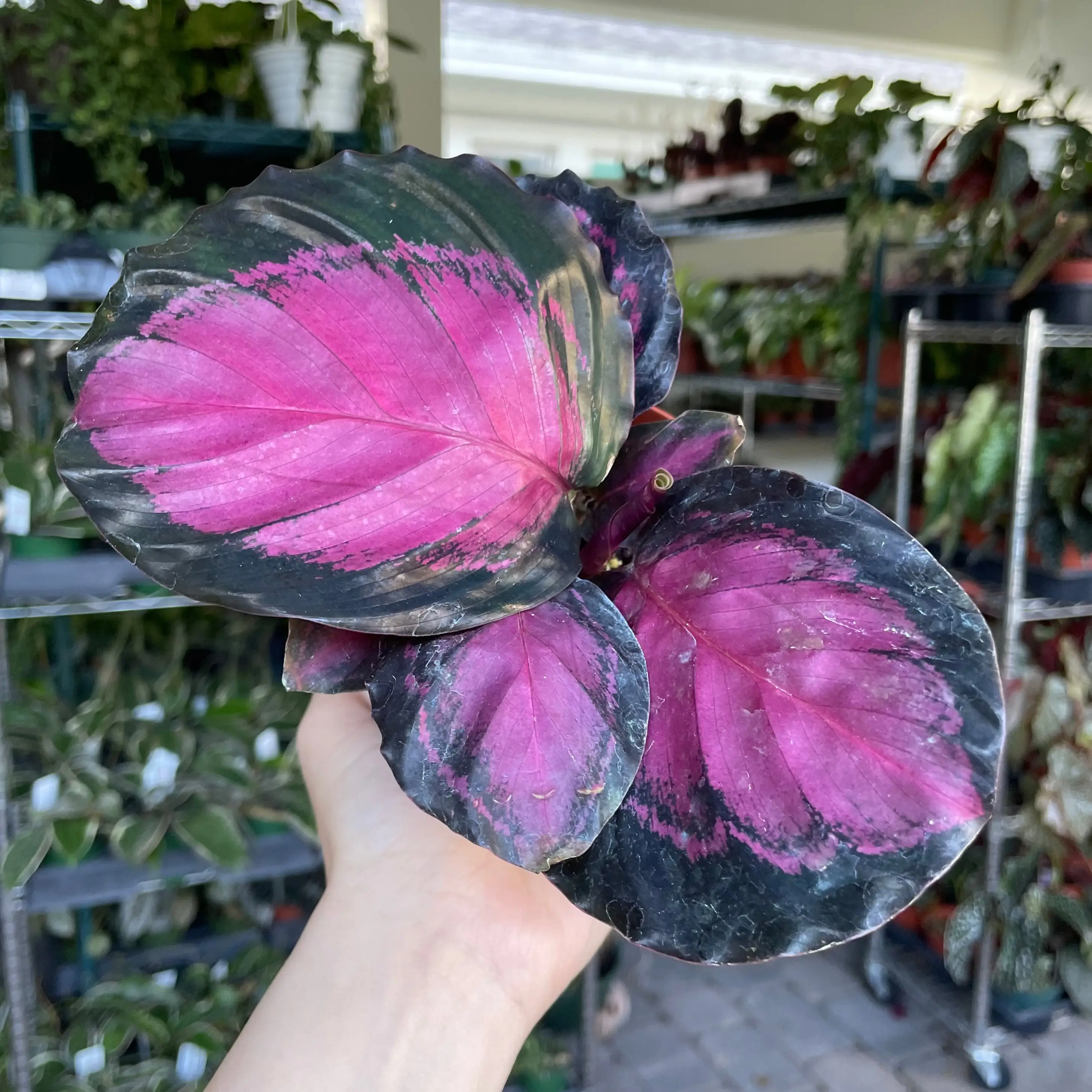 4" Calathea purple rose