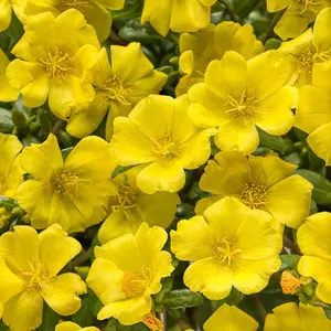 Mojave® Yellow Purslane Mojave® Yellow Purslane