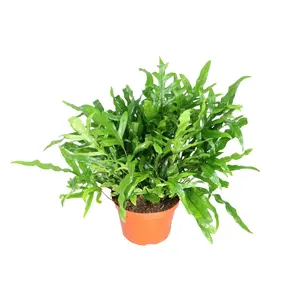 Kangaroo Paw Footed Fern Phymatosorus - 6'' from California Tropicals