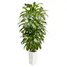 Artificial Dracaena Tree 5FT 6FT – Indoor Tall Fake Plant with Decorative Planter – Faux Floor Plants for Home Living Room Office  White or Black Pot