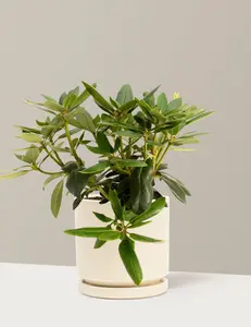 Roseum Pink Rhododendron