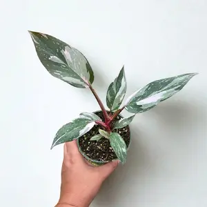 Pink Princess Marble