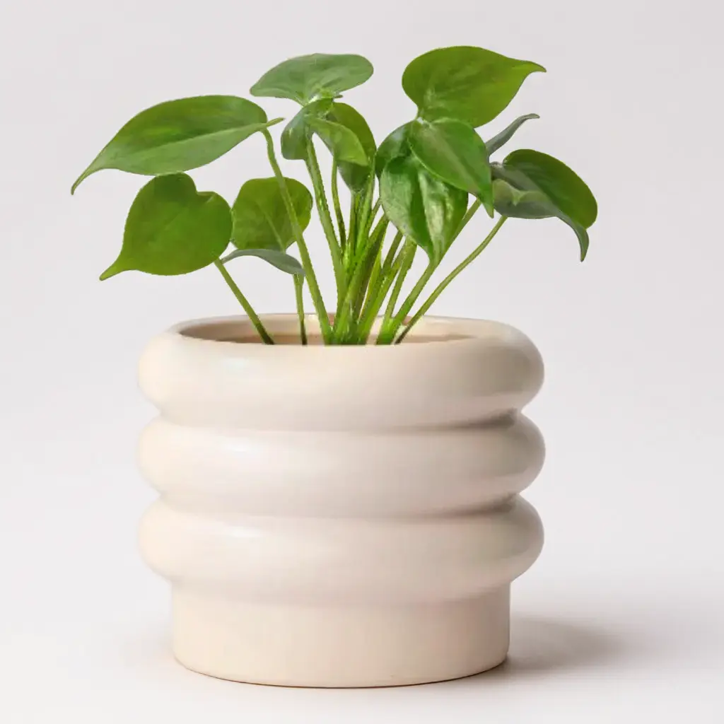 Creamy White Ceramic Planter: 6-Inch Pot for Indoor and Outdoor Plants