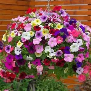 2000+ Petunia Seeds - Mixed Rainbow Color, Bonsai, Grandiflora Flowers, 1500 mg Heirloom Seeds, Flower Seeds, Pollinator Garden, Open Pollinated, Non-GMO, Indoor and Outdoor