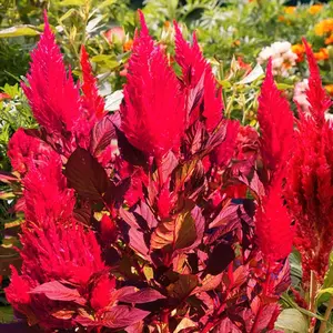 TomorrowSeeds - Scarlet Plume Celosia Seeds -  Red Argentea Plumosa Cockscomb Cox Comb Forest Fire New Look Garden Flower Seed For 2024 Season