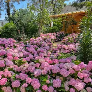 300PCS Hydrangea Seeds for Planting – Easy Maintenance Perennials with Large Colorful Flower Heads