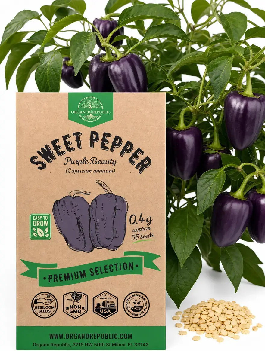 Purple Beauty Pepper Seeds – Non-GMO Heirloom