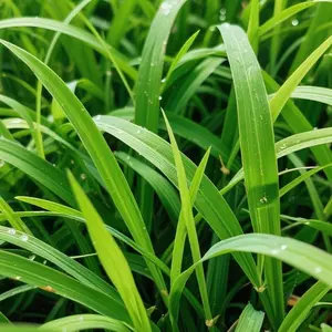 Zoysia Grass Seeds 3000 PCS for Outdoor Lawn, Garden Turf Seed for Yard Landscaping, Home Garden and Green Ground Cover