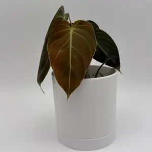 Philodendron Black Gold 4" Pot Melanochrysum - Rare Tropical House Plant for Indoor Home Decoration
