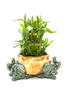 Three Tier Lucky Bamboo 3 head Elephant Arrangement and Free Plant Food Included