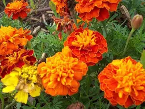French Marigolds Heirloom Seeds