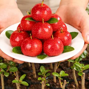 Hawthorn Tree Seedling – Live Fruit Tree Plant for Backyard Garden