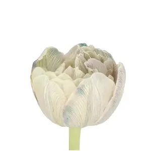 Tulip Double Painted Dusty Olive - 50 Stem Bunch