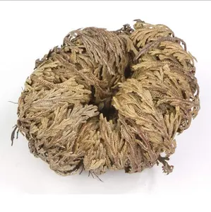 Resurrection Rose of Jericho - Dried Plant with Unique Appearance and Natural Texture