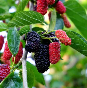 Dwarf Everbearing Mulberry Plant Live for Planting, Mulberries Plant for The Patio and Garden 4 to 6 Inch Tall