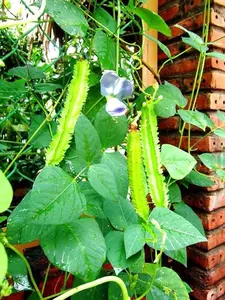 100 Winged Bean Seeds - Four Angled Bean, Cigarillas, Goa Bean, Manila Bean, Plant Seedling Garden