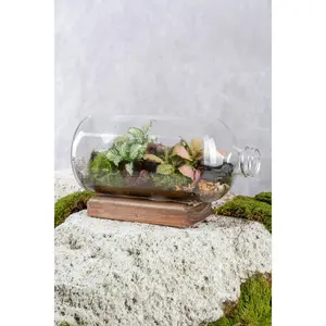 Canaima S. Terrarium
