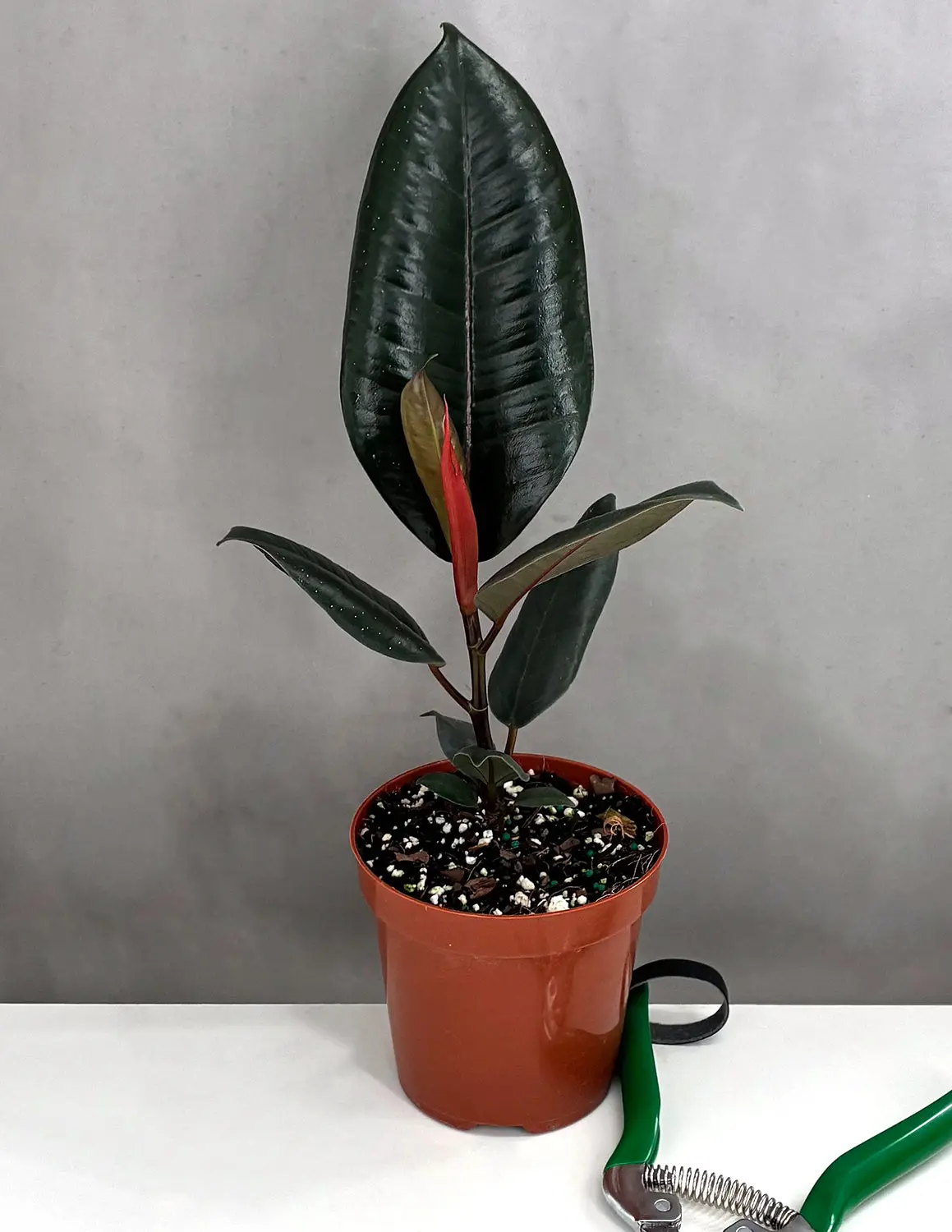 Ficus Burgundy Rubber Tree