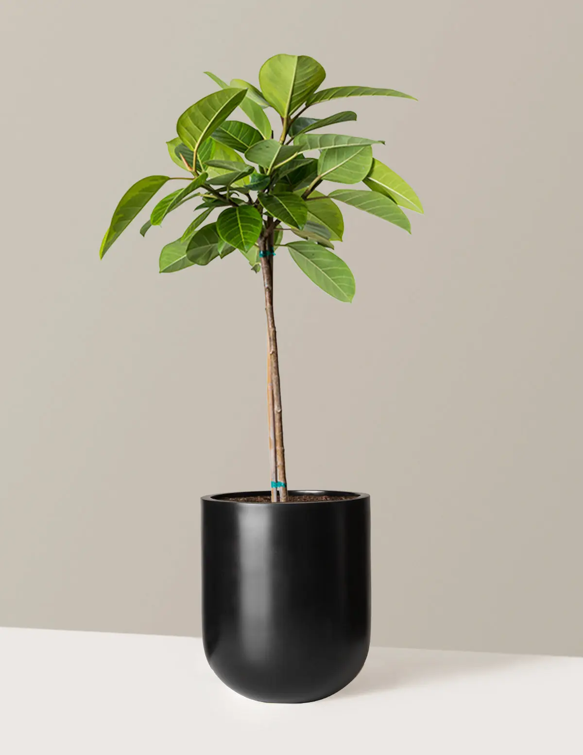 Large Ficus Altissima Tree Large Ficus Altissima Tree