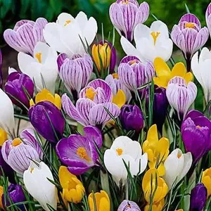 Crocus Seeds Mixed - Long Blooming & Attracts Pollinators & Perennial | Dutch Crocuses Blue Seeds Ready to Plant | Low Maintenance Crocus