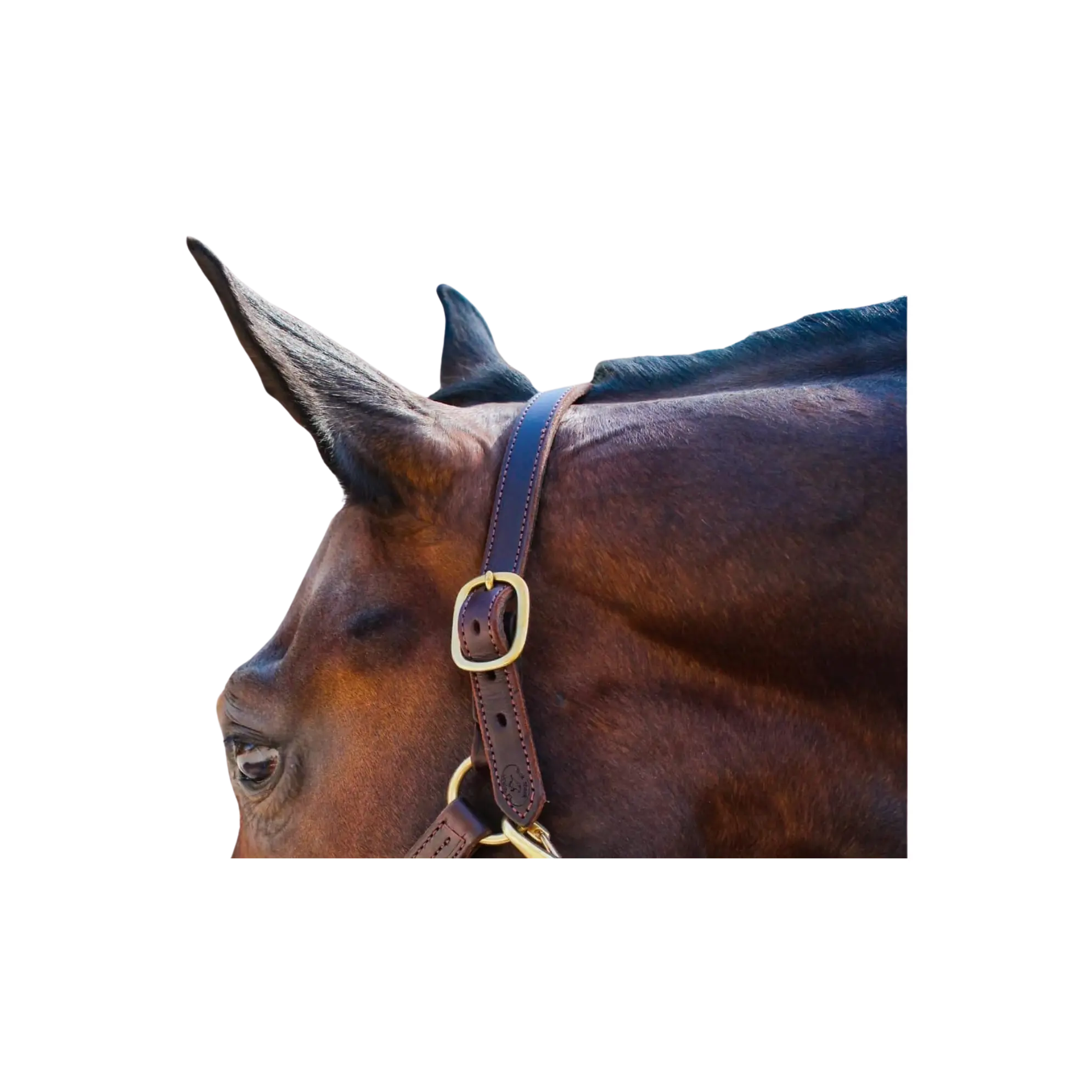 Leather Halter Crown
