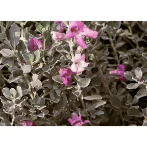 Texas Sage 'Compact' Texas Sage 'Compact'