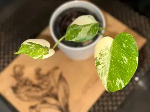 Monstera Creme Brulee