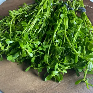 Moneywort Bacopa Live Aquarium Stem Plant Bunched for aquascaping and beginner tanks! Emersed/ transitioning cutting.
