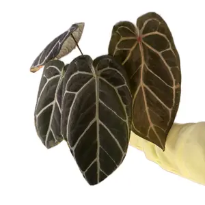 Anthurium Chrystallinum x Magnificum XL!