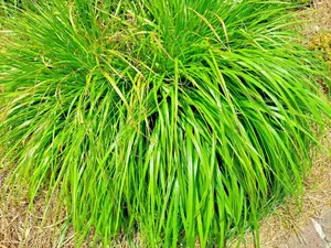LEMONGRASS 200+ SEEDS MOSQUITO REPELLENT HEIRLOOM LEMON GRASS NON-GMO HERB USA