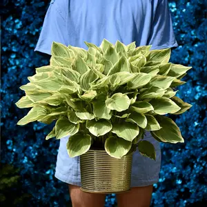 800 pcs Green Gold Edge Hosta Seeds – Variegated Hosta Perennial for Shade Gardens