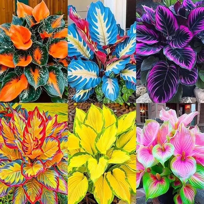 Eco-Friendly Hosta Flower Seeds (Bag, 185+ Mix Variety), USDA 3-9 Zones Perennial, Deer/Rabbit Resist Ground Cover Plants, Partial Shade-Cold Tolerant, Pot or Ground Use for Flower Gardens