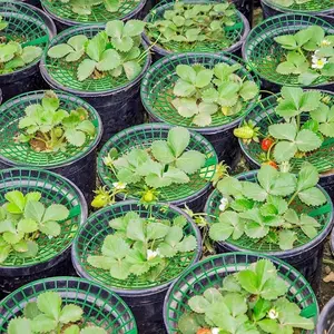 10pcs Anti rot green plant support Strawberry planting three-dimensional rack tray Strawberry plant scaffold Fruit support frame