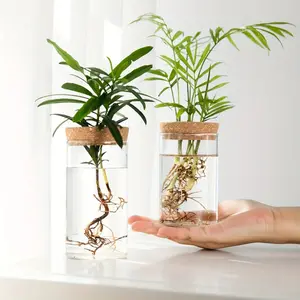 Glass Prop Lab | Minimalist Hydroponic Vase (Set of 2)