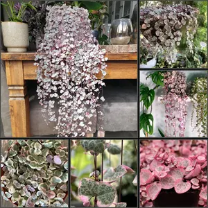 Gorgeous Ceropegia Woodii Variegated String of Hearts Succulent Starter Plant Rooted & Established