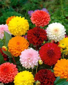 200pcs Dahlia Seeds – Non-GMO Annual Flower Variety with Bright, Colorful Blooms – Easy to Grow & Fast Germinating – Perfect for Outdoor Gardens, Pots & Borders, Adds Long-Lasting Vibrant Color to Your Summer Landscape