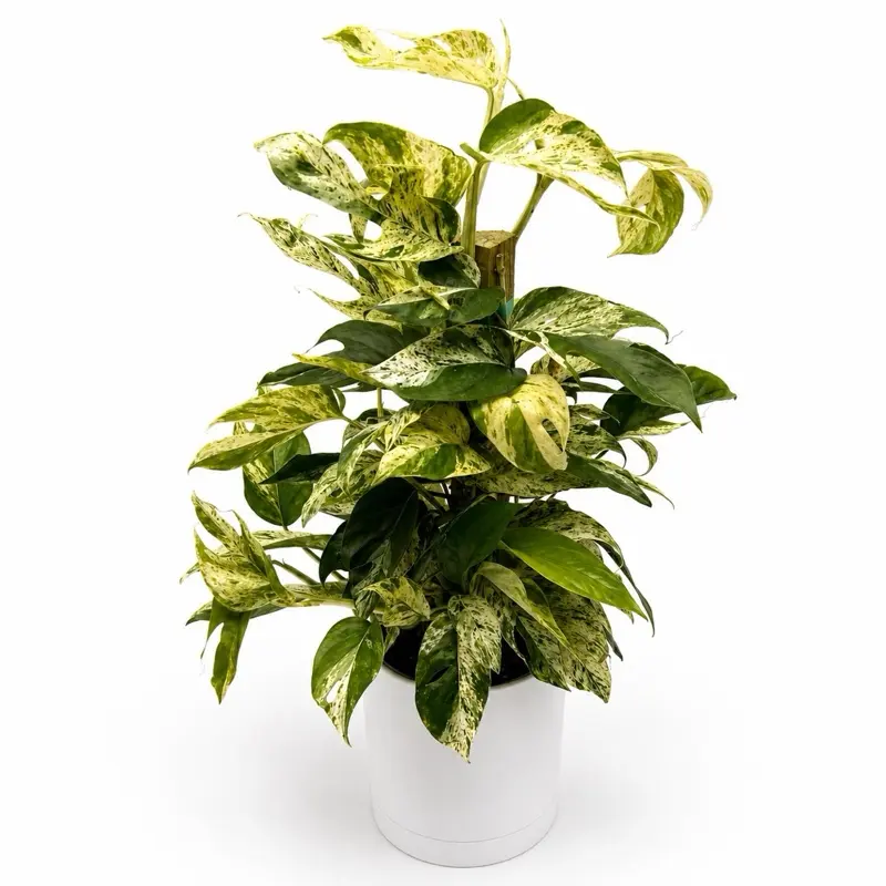 Epipremnum Pinatum Marble flame Totem pole  - Rare Collector's Plant with Unique Marbled Pattern, Low-Maintenance Care & Indoor Decor - Decorative