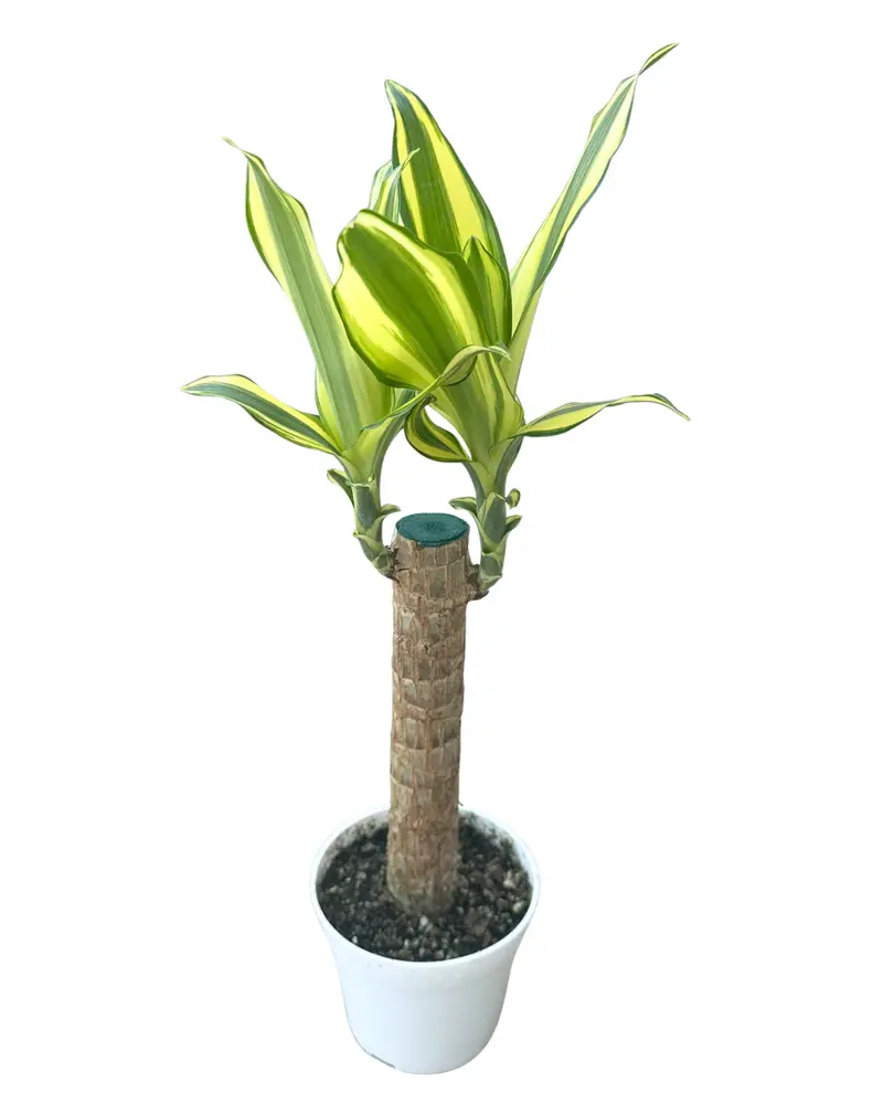 dracaena plant toxic to cats - TikTok Shop