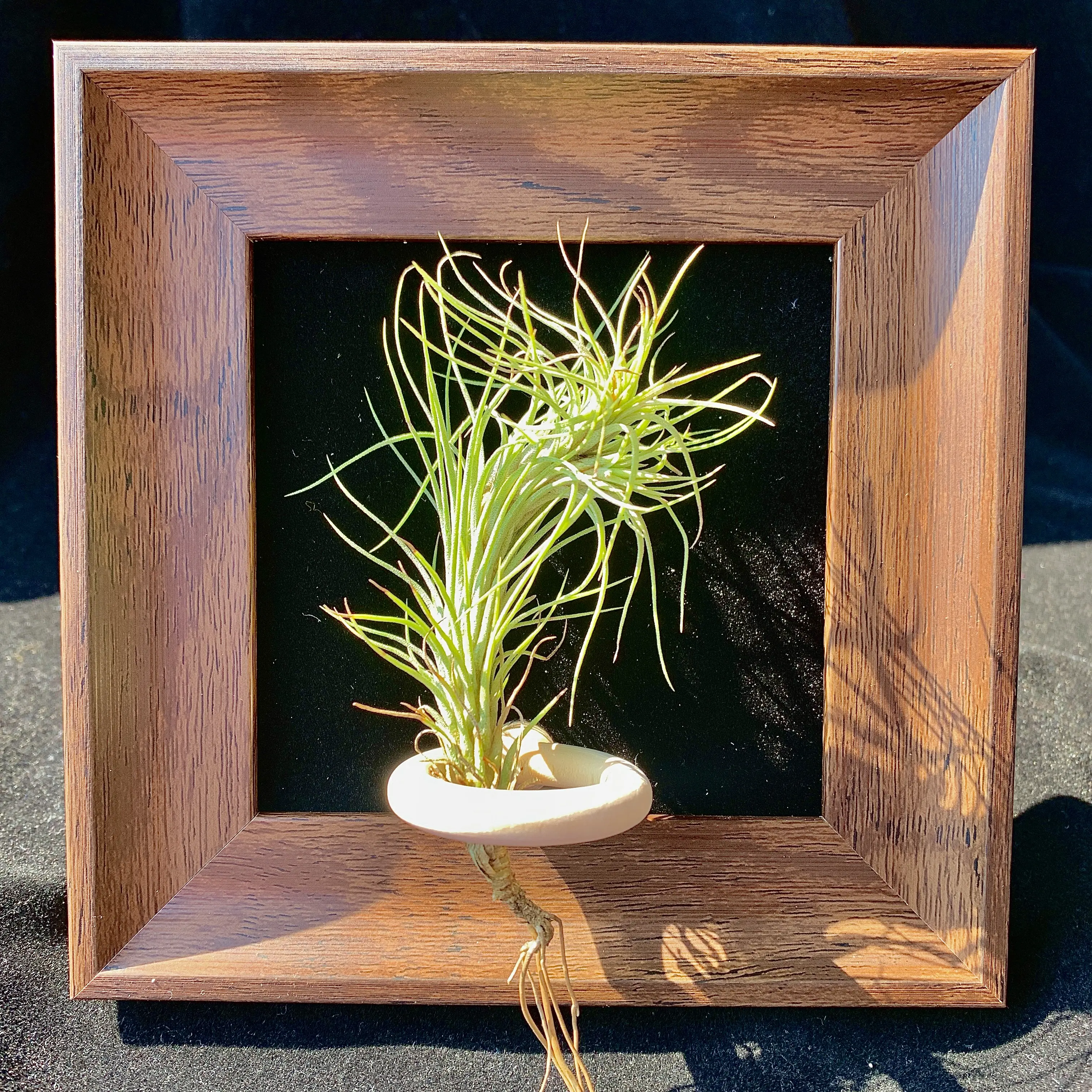 Black Frame – 4" with Single Plant（Fox Tail Grass）