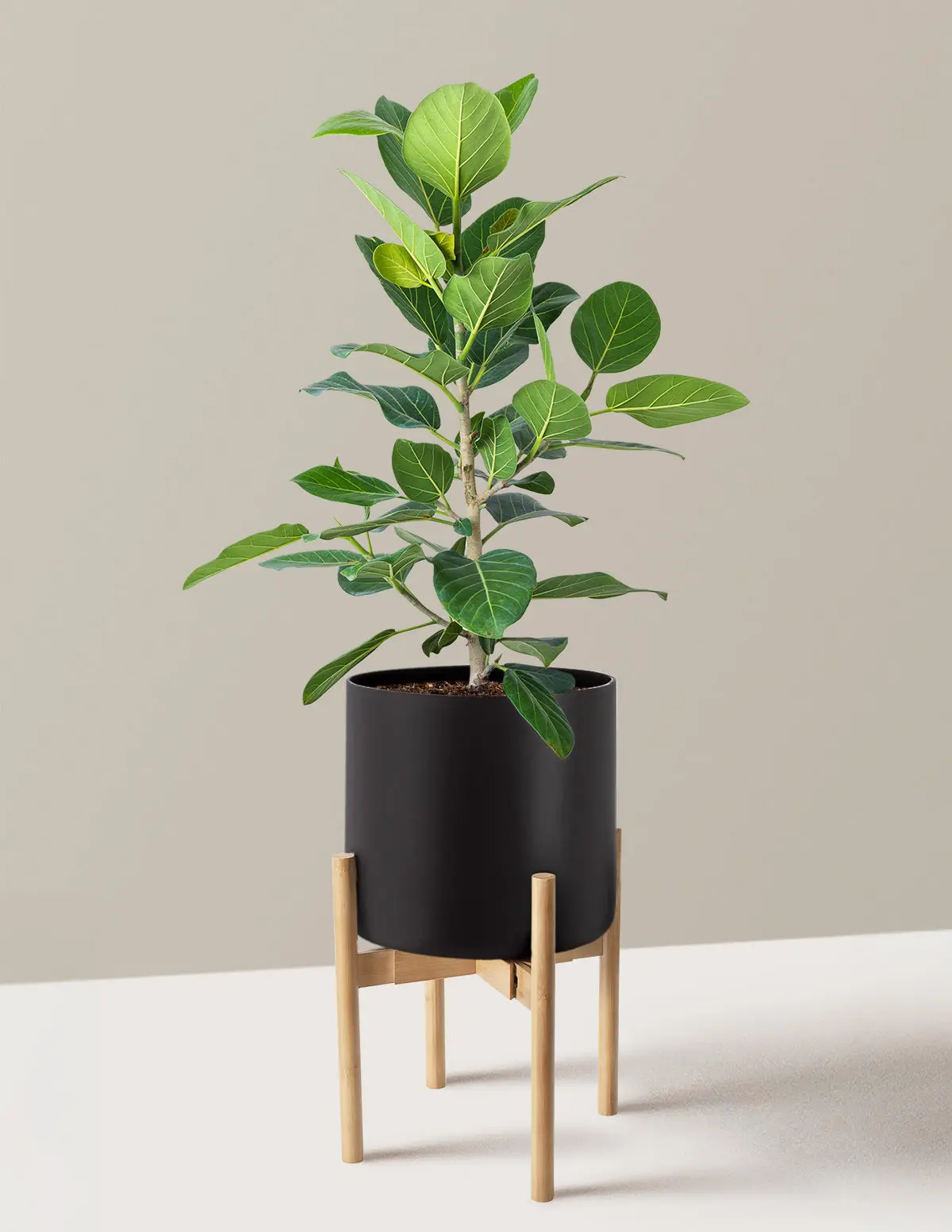 Ficus Audrey Bush Ficus Audrey Bush